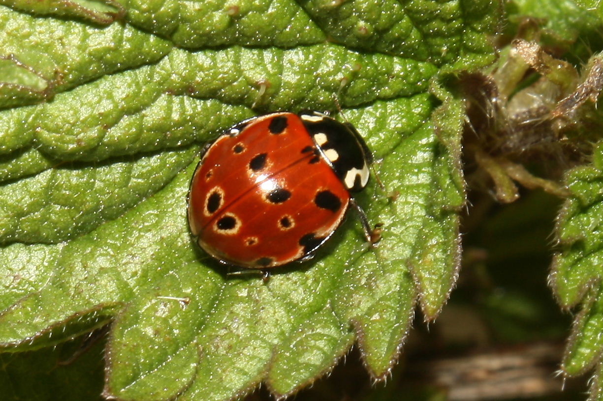 Coccinellidae da determinare - Anatis ocellata